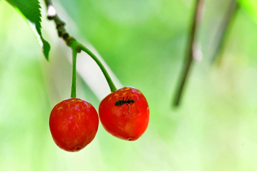 今年も沢山実りました-Ⅳ
