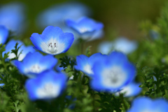 春の花たち-Ⅲ