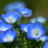 春の花たち-Ⅲ