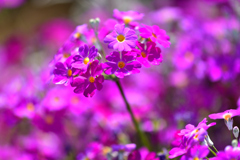 春の花たち-Ⅷ