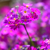春の花たち-Ⅷ