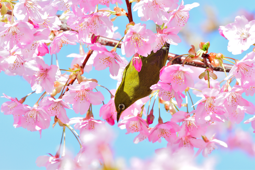 青空とサクジロウ-Ⅲ