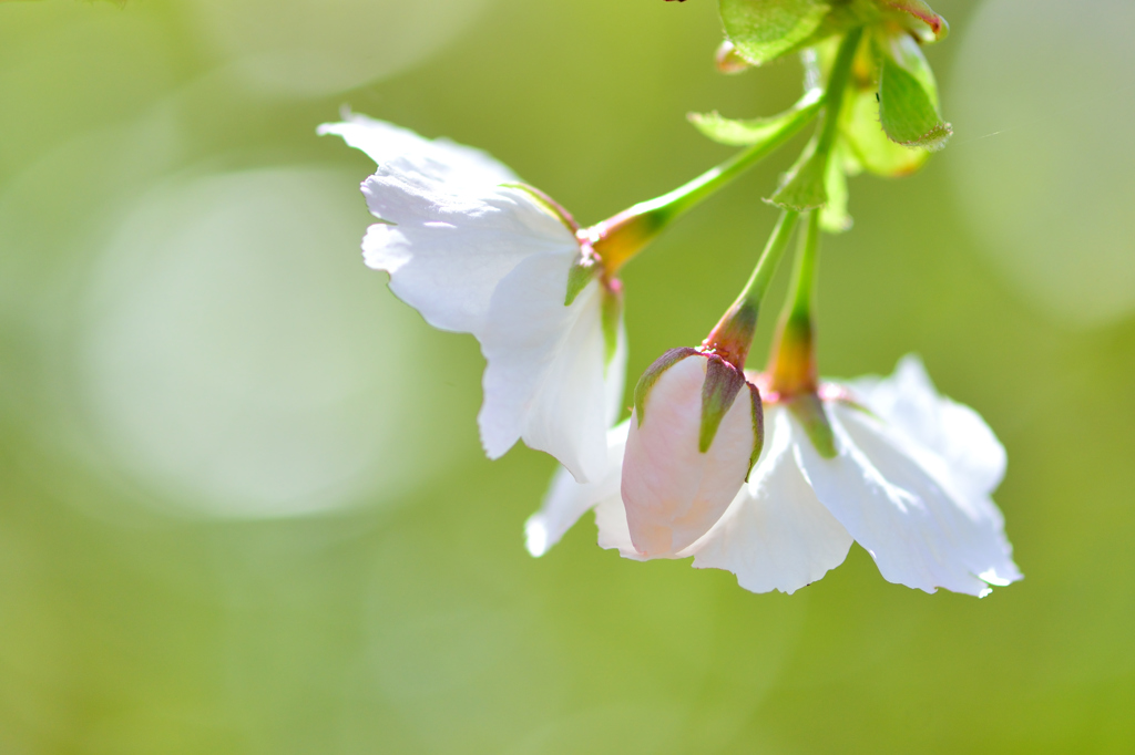 英国有り難う 太白桜-Ⅰ