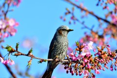 もうすぐ春分の日だね