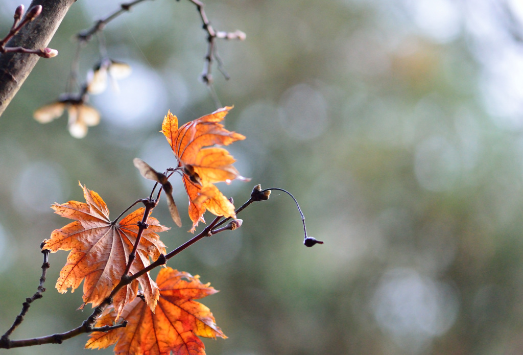 coming of winter-Ⅱ