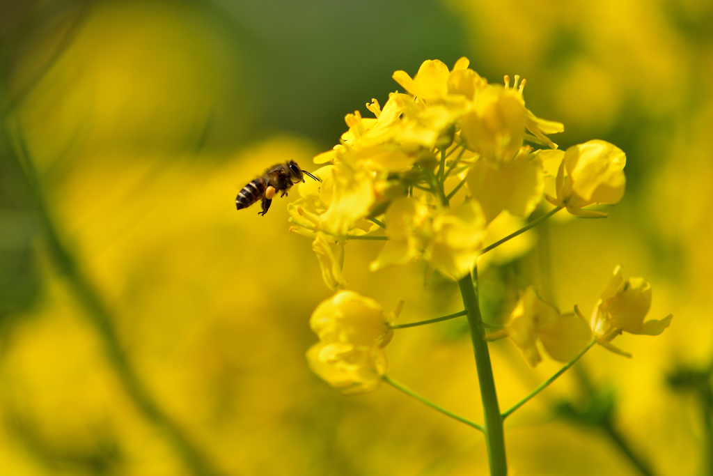 ミツバチミツバチと菜の花畑ｰⅣ