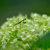 チビカマと紫陽花-Ⅲ