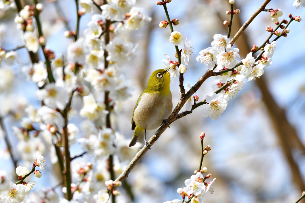 我が家の梅にも-Ⅱ
