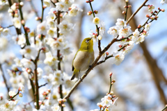 我が家の梅にも-Ⅱ