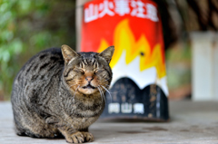 ハイ チーズ