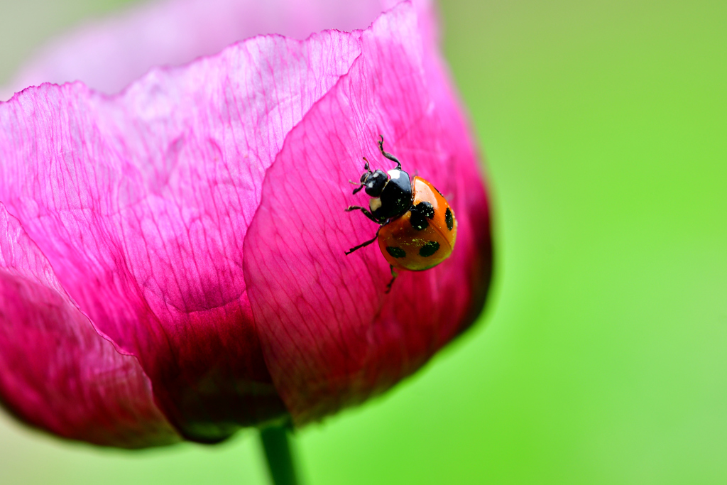 てんとう虫とポピー-Ⅰ