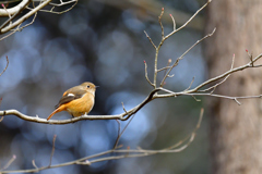 何時もの鳥たち-Ⅰ