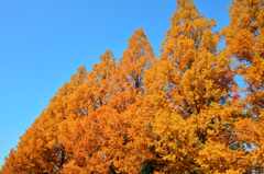 in autumnal sunshine-Ⅱ