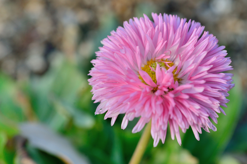 花を見つけた-Ⅰ