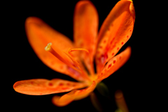 暑さに絶えて-Ⅲ