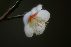 ふんわりと-Ⅲ