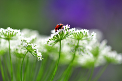 花とてんとう虫