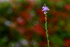 庭の雑草-Ⅱ 