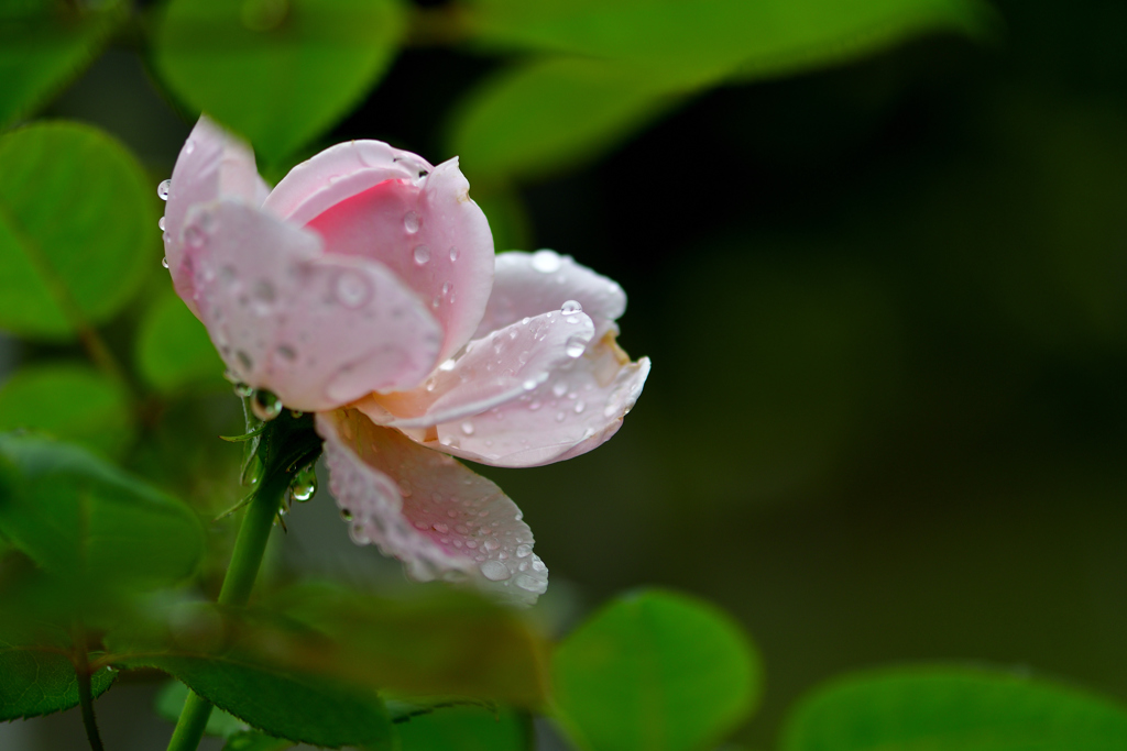 雨上がりと薔薇-Ⅱ