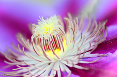 Clematis-Ⅰ