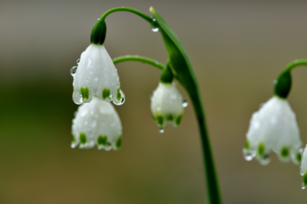 春と雨