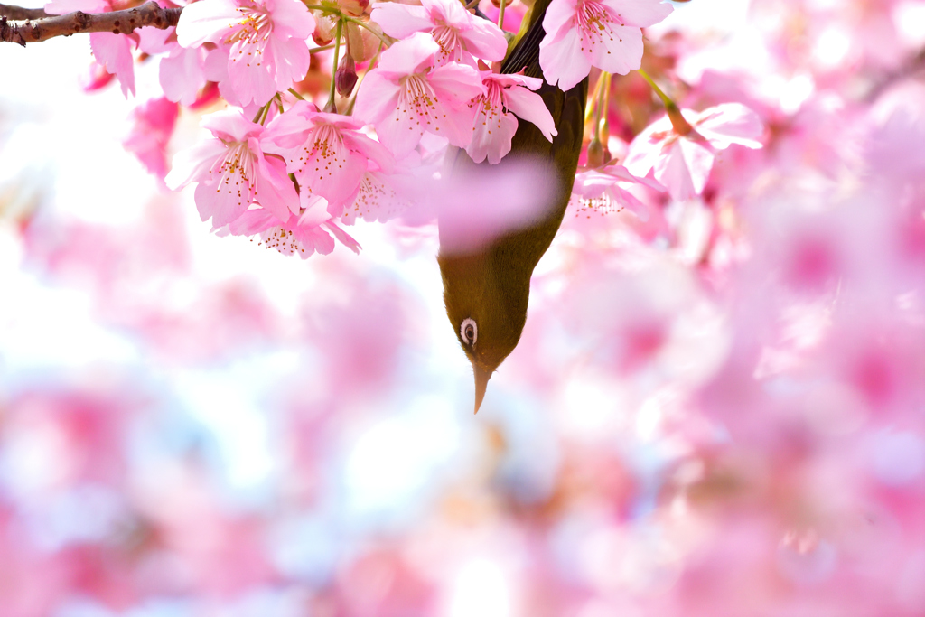 春風に揺られて-Ⅳ