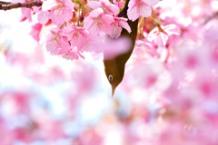 春風に揺られて-Ⅳ