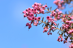 花を見つけた-Ⅴ