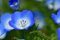 春の花たち-Ⅳ