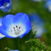 春の花たち-Ⅳ