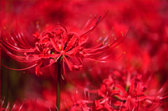 １８万本の花道-Ⅲ