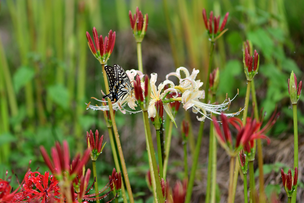 雨上がりの合間に-Ⅰ
