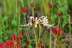 雨上がりの合間に-Ⅰ