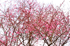 梅-Ⅰ