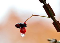 雨上がり-Ⅸ