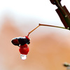 雨上がり-Ⅸ