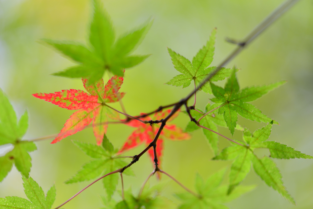 紅葉を探して-Ⅱ