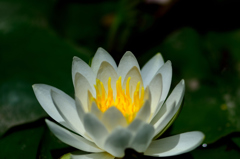 purity of heart