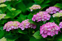 紫陽花-Ⅵ