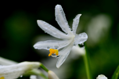 梅雨ーⅢ アガパンサス