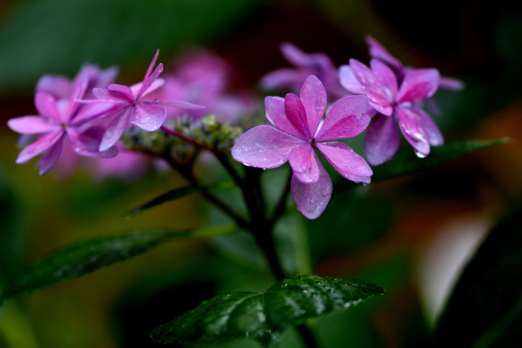紫陽花と雨