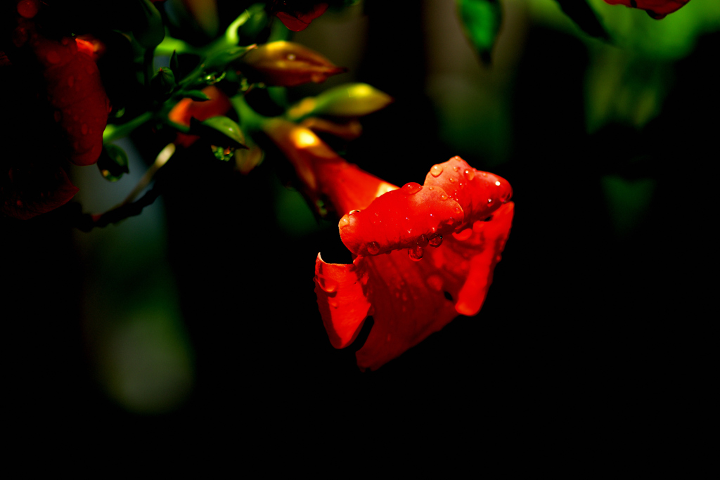 庭の花-Ⅲ　
