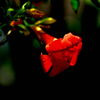 庭の花-Ⅲ　