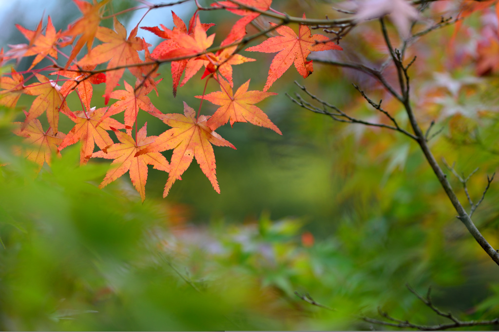 Autumn colours-Ⅲ