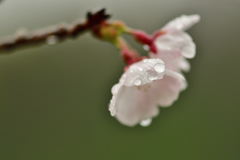 桜雨-Ⅳ