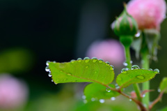 梅雨のあいまに-Ⅱ