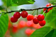 今年も沢山実りました