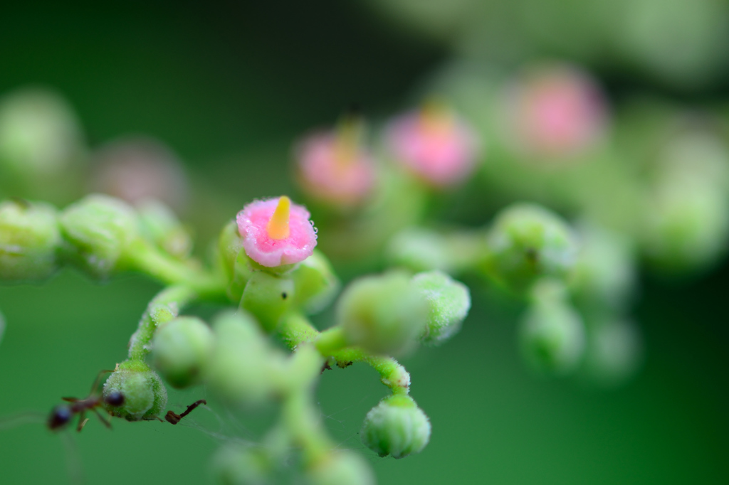 初めて見る小さな花