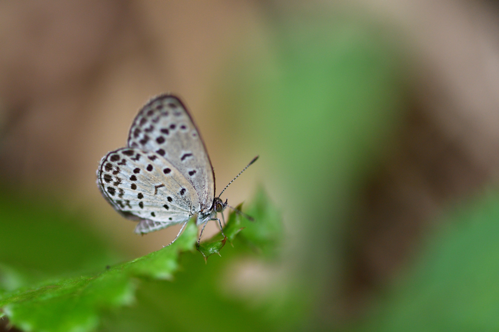 梅雨の合間に-Ⅴ