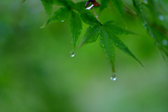 雨上がり-Ⅲ